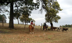 Durango Cattle Farming