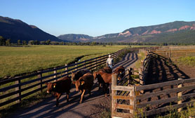 Durango Farming